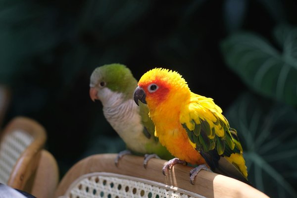 Top équipements pour les sportifs canins amoureux de leurs chiens