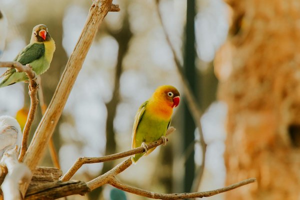 Les dangers d'un parc pour chiens : comment les éviter