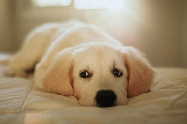 Les chats peuvent-ils manger du saumon ?