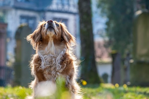 Des équipements canins adaptés aux passionnés de sports canins